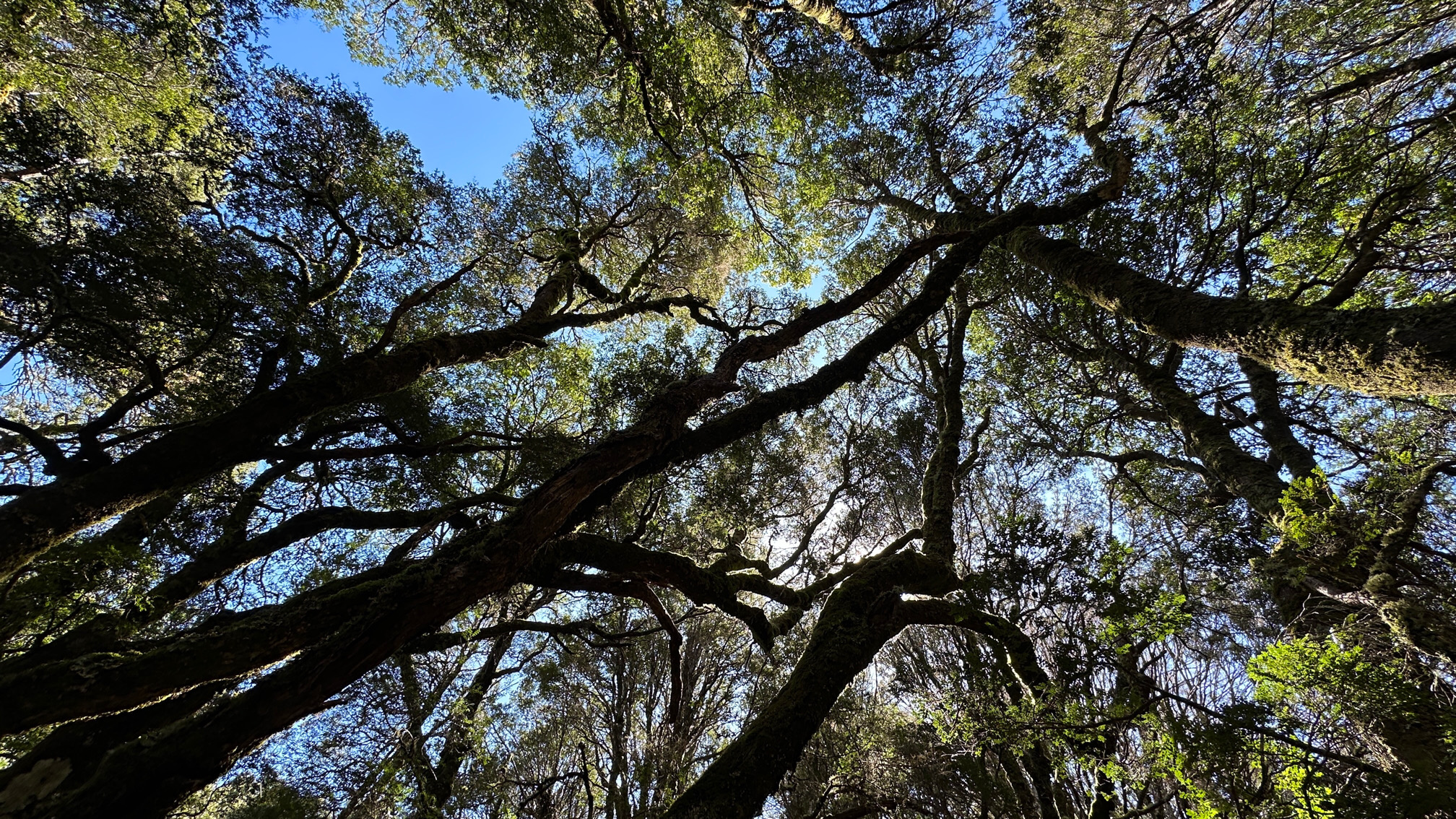 Mehr über den Artikel erfahren Ich glaub wir stehn im Wald