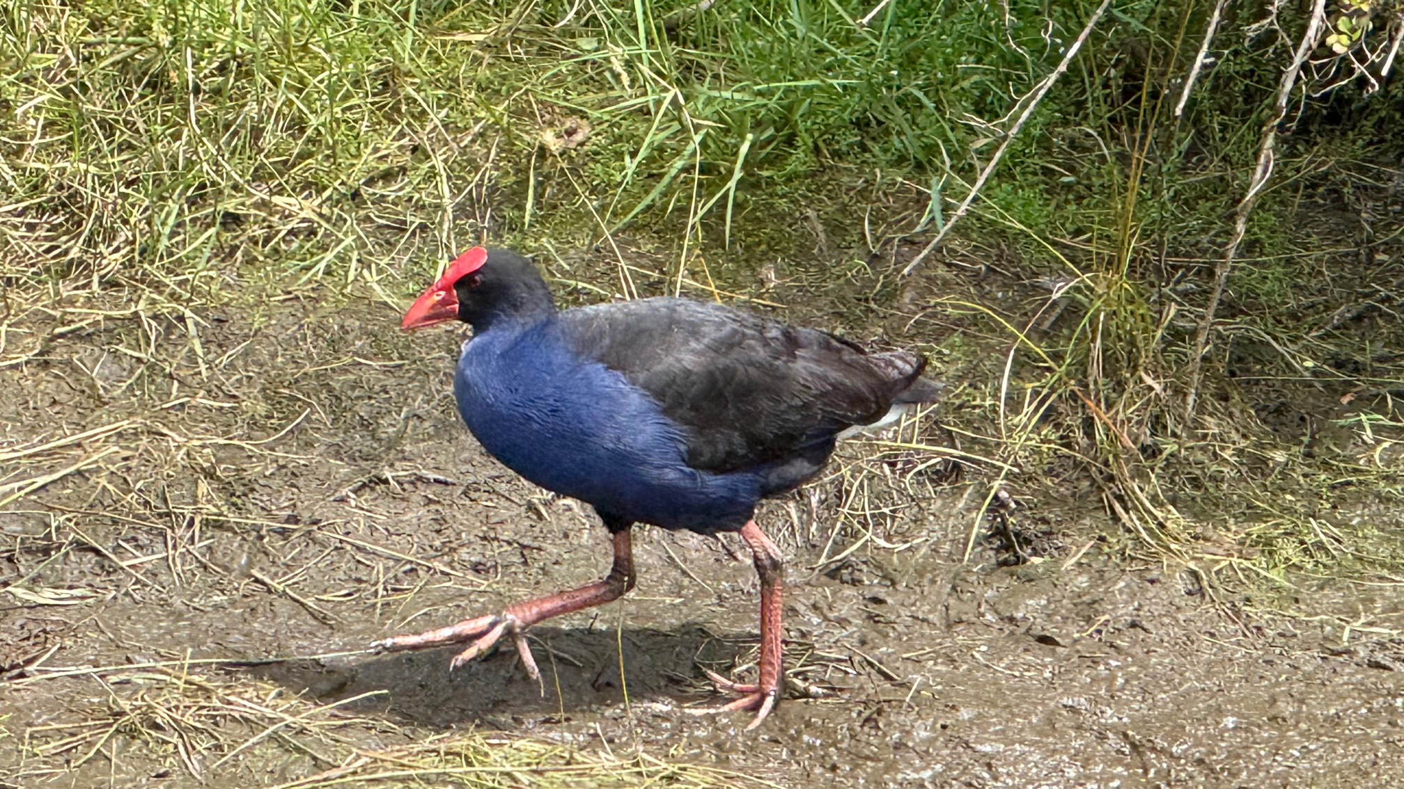 IMG_0431