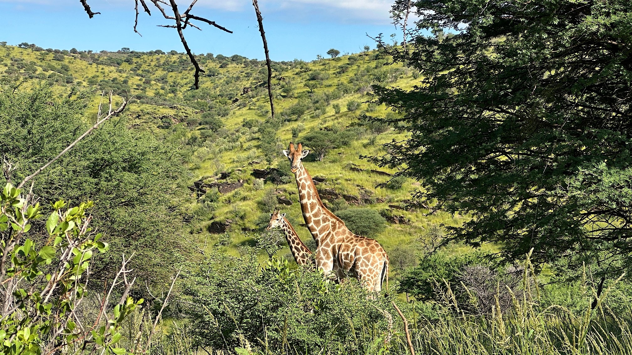 Mehr über den Artikel erfahren Grünes Namibia