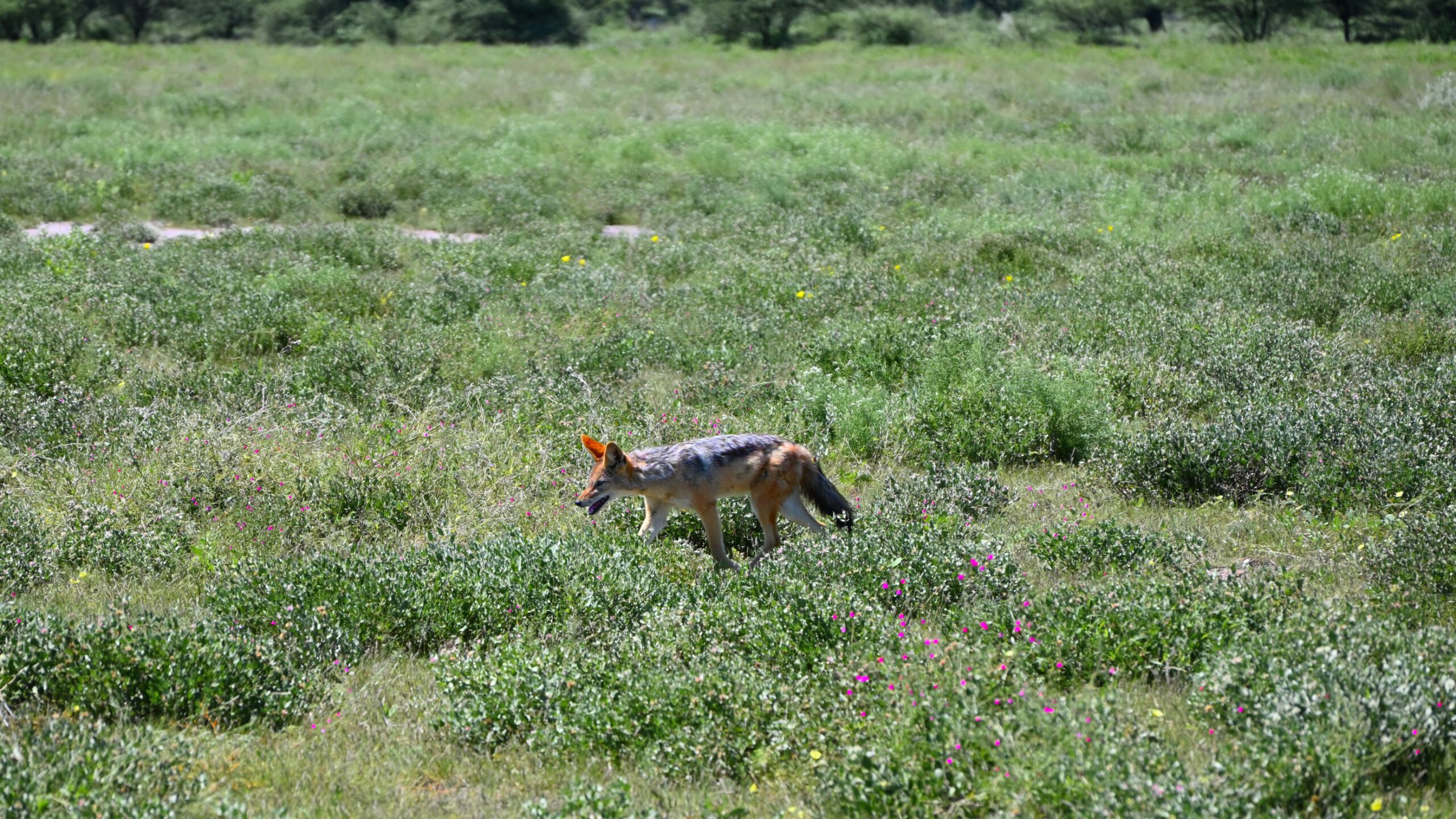 DSC_8880